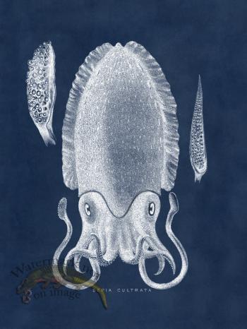 Octopus Blue 11
